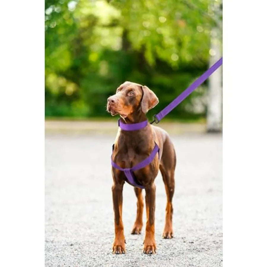 Night Double Adjustable Band Nylon Small Puppy Pet Dog Combo Collar Leash and Harness Set