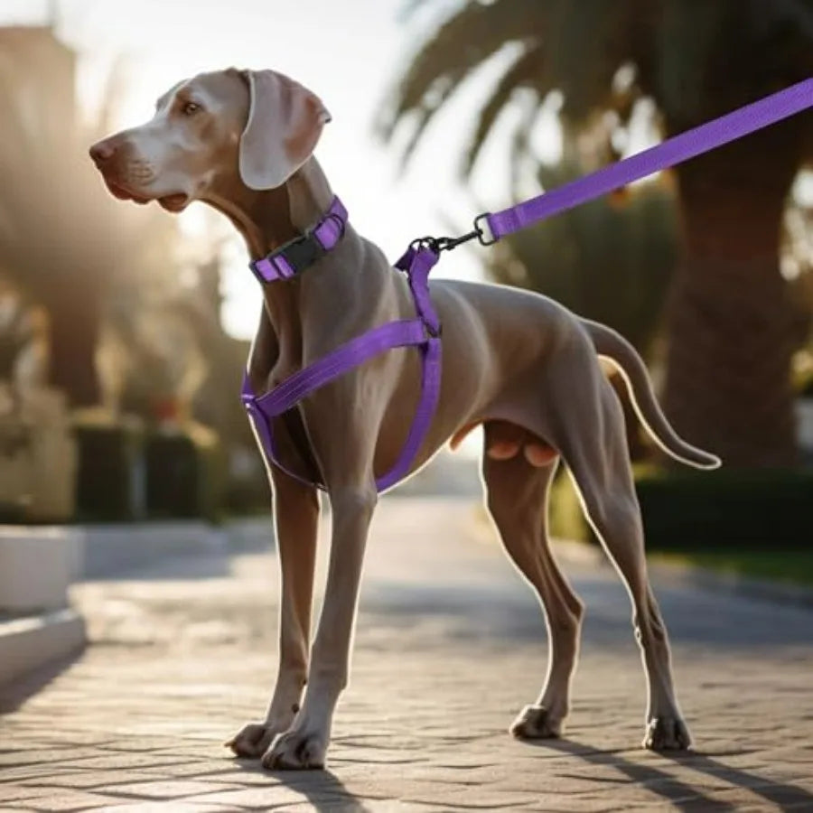 Night Double Adjustable Band Nylon Small Puppy Pet Dog Combo Collar Leash and Harness Set