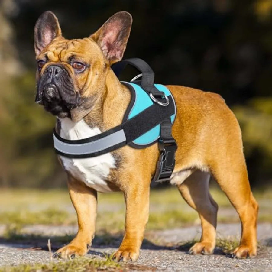 Essential Dog Harness, No Pull Pet Vest with 3 Leash Clips, No Choke, Reflective, Adjustable and Padded, for Easy Walking and T