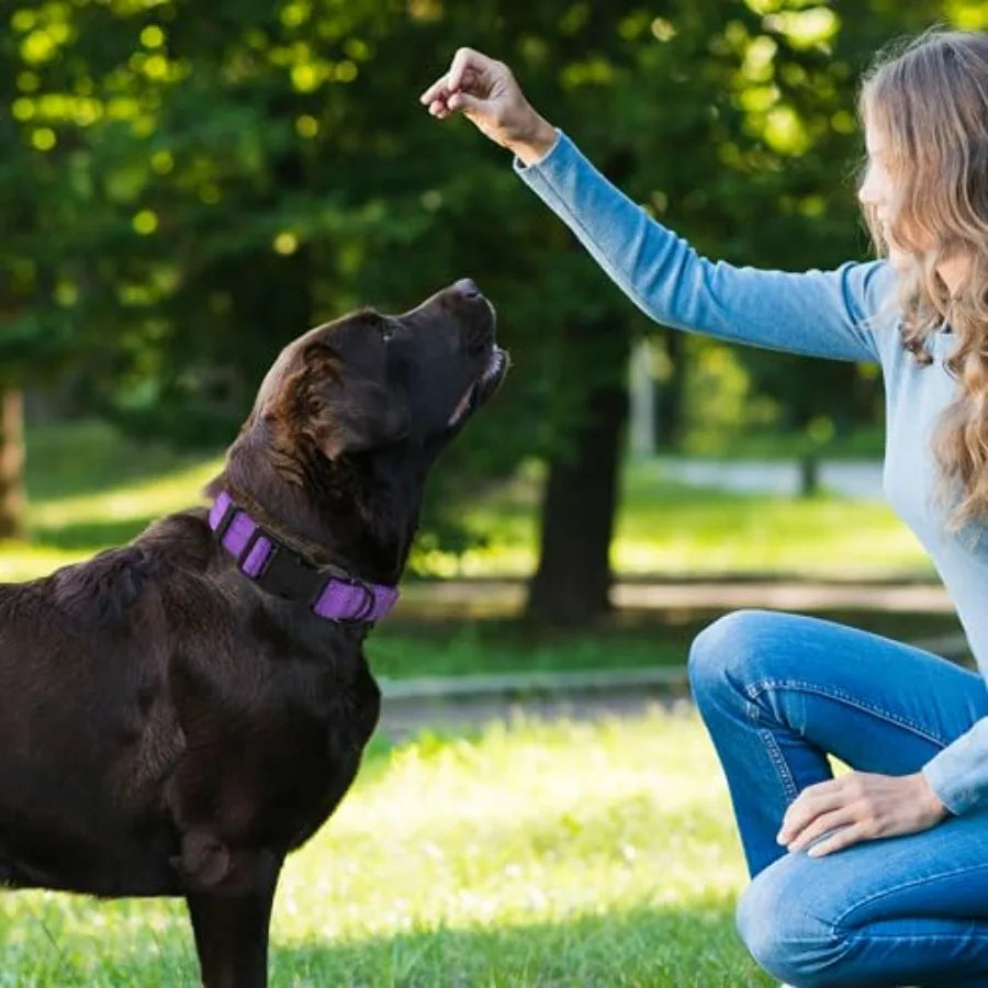 Night Double Adjustable Band Nylon Small Puppy Pet Dog Combo Collar Leash and Harness Set